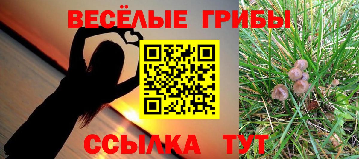 Галлюциногенные грибы Psilocybe Миллерово
